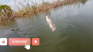 கெண்டை 🐟மீன் 🐠ஜிலேபி 🐠மீன் 🎣 கம்மா மீன் 🐟🐟#fish #hunting🐟fishing #video