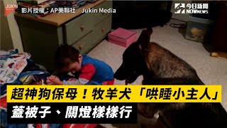 超神狗保母！牧羊犬「哄睡小主人」　蓋被子、關燈樣樣行