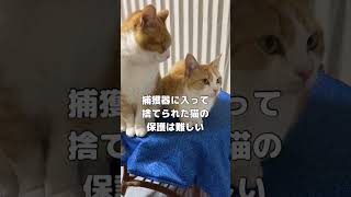 猫と時代劇とお爺ちゃん！ #shorts