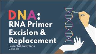 RNA Primer Excision \u0026 Replacement by DNA