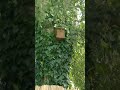 british blue tit entering and exiting nest box