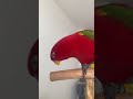 red birb🍅piyo piyo piyo and wuewuewue