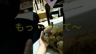 うちのうさぎはペロペロ止まらない