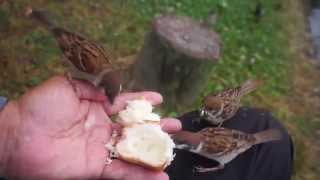 スズメのチュンちゃん、雨の日はエリ手食堂は混むねえ＠＠2014.6.7