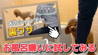 【犬が暴れないお風呂の入れ方】犬のシャンプー裏ワザ⌇セルフ肛門腺しぼり⌇お風呂嫌いでも上手にできるかな？