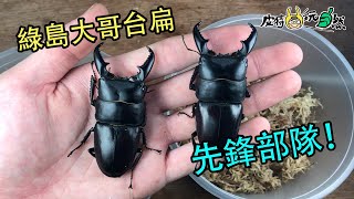 【飼育屋】7公分超大台灣扁鍬連發！好戲還在後頭呢