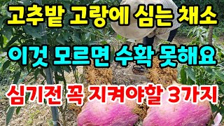 고추밭 고랑에 심으면 대박 나는 작물10가지 추천 쪽파심는시기 김장무우심는법 김장배추심는시기 끝물고추 #노린재#진딧물#친환경#유기농#시골#건강#주말농장#전원생활#정원#귀농