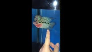 ปลาหมอสี หัวโต Flowerhorn Fish