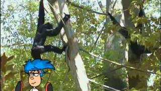 Billy Blue Hair - Why Do Siamang Apes Have Long Arms? (Zoo Animal)