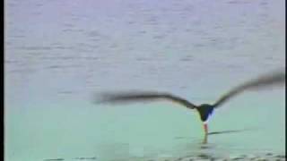 Black Skimmers - 003