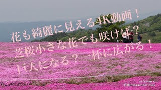 4K動画4K video　花　茶臼山高原天空の花の回廊芝桜と新緑のコラボ　No1