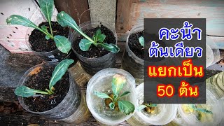 แยกคะน้าต้นเดียว ให้ได้เป็น 50 ต้น!!! Dinosaur kale #สวนผักหลังบ้าน