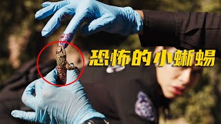 高分美剧《紧急呼救》丨每集一个小故事丨男子野外求生遇到了一只蜥蜴，没想到却因此引发了意外