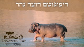 טיול לטנזניה - היפופוטם בנהר | טנזניה טריפ