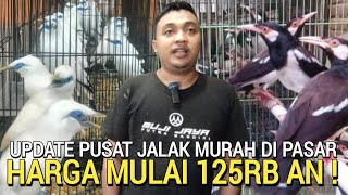 EDISI TAHUN BARU ! HARGA JALAK SEMAKIN MURAH MULAI 125RB AN DI PASAR BURUNG PRAMUKA HARI INI