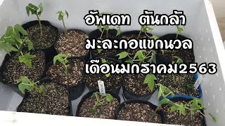 ต้นกล้ามะละกอ | อัพเดทต้นกล้ามะละกอไทย ในญี่ปุ่น มกราคม2563