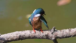 A kingfisher, grooming after taking a water bath in hot weather. 물총새의 털고르기