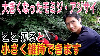 【大きくなったモミジ・アジサイ】剪定のポイントを実践で解説します。不要な枝がわかれば誰でも簡単に剪定ができます。【ガーデニング】【園芸】【造園】