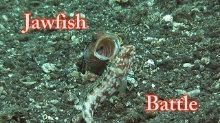 ジョーフィッシュ　おもしろい　石を投げる　喧嘩　Jawfish　Battle　道具を使う