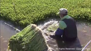 厳しい寒さの影響　伝統野菜「河北セリ」の生育に遅れ　宮城・石巻市