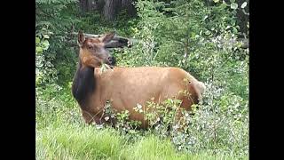 Jasper, canyon et lac Maligne