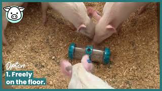 Pigs – The Ultimate Enrichment Accessory
