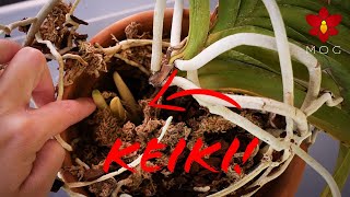 Found a buried Vanda keiki \u0026 I broke the entire Orchid by mistake 🤷🏻‍♀️