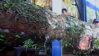 Sawing Rare Ancient Wood Into An Aquascape