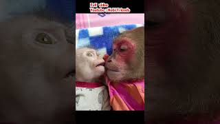 Baby monkey cries and gets angry at Monkey Kobi #cutemonkey #monkeybaby