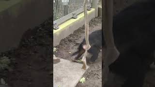 秋網🦒④チンパンジー・モコイチくん・沖縄こどもの国・・・Chimpanzee ・Okinawa Zoo \u0026 Museum(20231113)