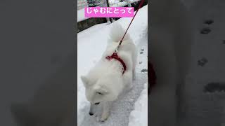 じゃむ、初めての雪に興奮【日本スピッツじゃむの雪】