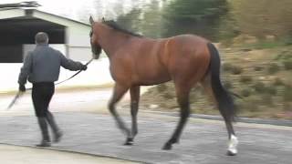 Lot 150- Danehill Dancer x Buffalo Berry