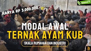 MODAL AWAL TERNAK AYAM KUB 🐓