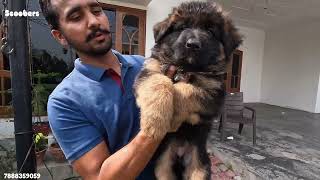 Long Hair German Shepherd Family | Top Quality German Shepherd 🔥🔥🔥| Scoobers