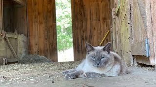 Goat kids love barn cats!…the cats love themselves!