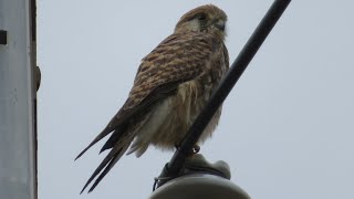 初めて会えたチョウゲンボウ、カラスとケンカ？していた。