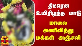 திடீரென உயிரிழந்த மாடு - மாலை அணிவித்து மக்கள் அஞ்சலி