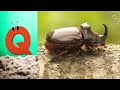 abc insect song a to z insects song insects alphabet song phonics for kids