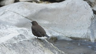 【野鳥】泳ぎ上手！カワガラス