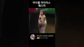 우릴 빤히 주시하는 수상한 골든햄스터