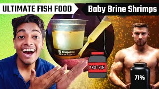 How to Hatch Baby Brine Shrimp easily at home ? (Easy , Cheap , High- Quality Live Fish Food )