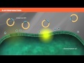 The Mechanism of Transformation with Competent Cells