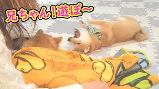 兄柴犬に圧倒され、愛嬌を振りまく弟柴犬が可愛い❤