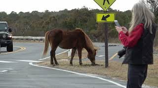 Ponies of Assateague Island National Seashore