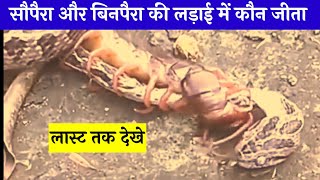 Snake vs Centipede Fight Two Poisiones Species are Fight Each Other #vichitravdo #snakevideo