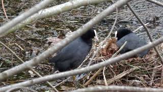 Mama Eurasian Coot's NEST in the middle of a creek