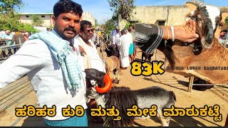 Harihar sheep and goats market update Every Tuesday morning bazar Karnataka India