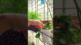 কয়েন প্লান্ট কে যেভাবে ঝোপালো করবেন🌿 #viralvideo #video #shortvideo #shortvideo #plants