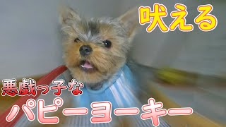 【ヨークシャテリア】吠えて！いたずらして元気なヨークシャテリア【Yorkshire Terrier】