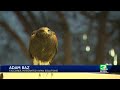 Bird of prey helps scare away crows downtown Sacramento